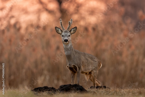 Roebuck - buck (Capreolus capreolus) Roe deer - goat