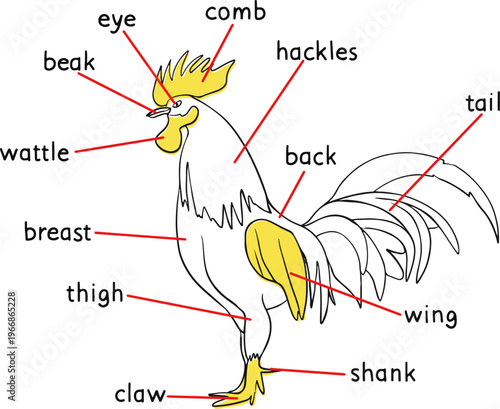 English learning flashcard: Rooster. Vector illustration.