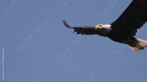 Bald Eagle Soaring with Outstretched Wings in Blue Sky