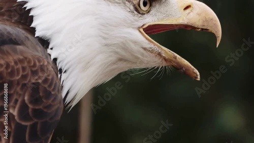Bald Eagle Calling with Open Beak Profile Closeup