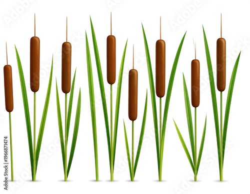 Illustration of several cattail plants with brown seed heads and green leaves