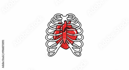 Red heart within a white rib cage, an anatomical illustration