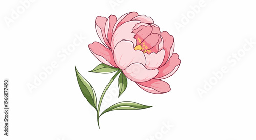 Delicate pink peony flower with green leaves and stem on white background