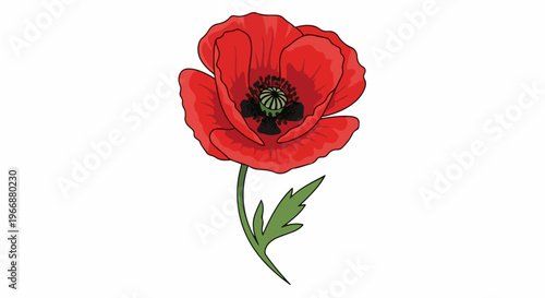 A single vibrant red poppy with a green stem and leaf on a white background