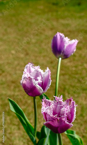 フリンジ咲きのチューリップの花