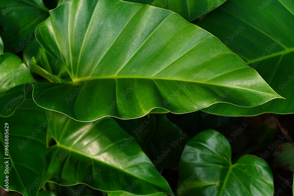 Fototapeta premium Large, glossy green leaves dominate the frame. They curve gently, showing natural veins and edges. Light reflects off their surfaces, giving them a vibrant sheen. Background leaves blur softly