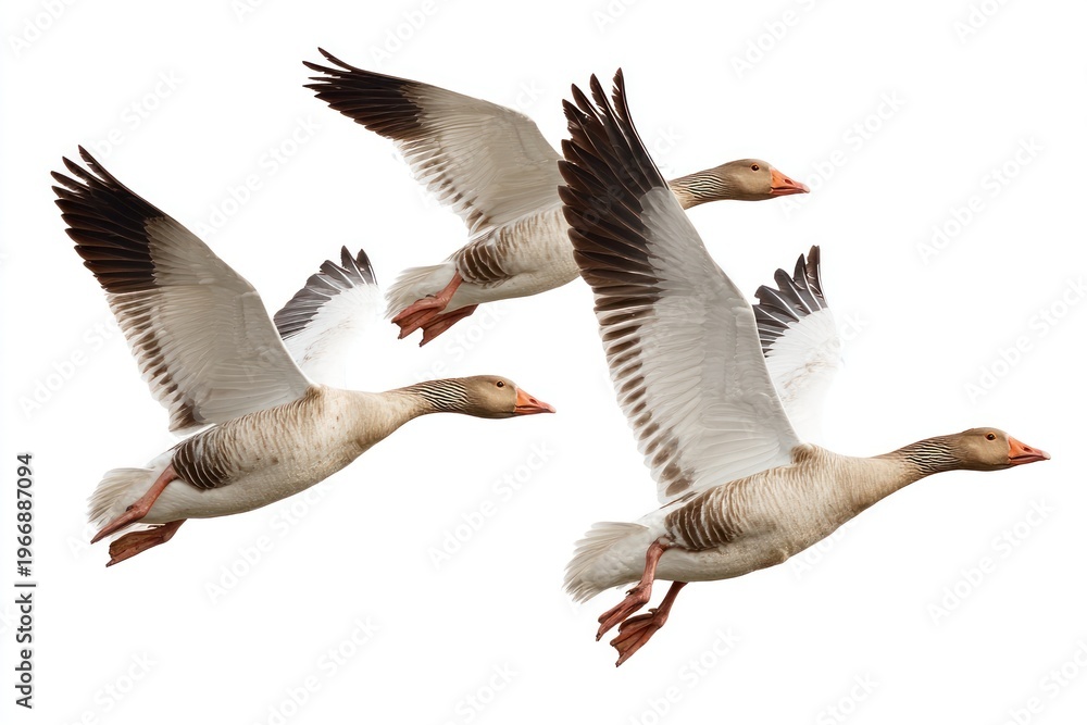 Obraz premium Geese flying in formation