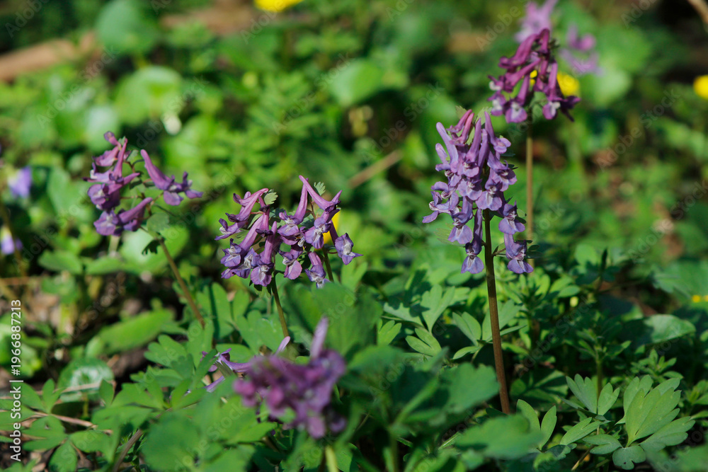 Obraz premium spring flowers corydalis in the forest