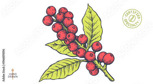 Vintage coffee branch bean plant sketch, organic cafe engraved logo. Botanical coffee plant bean branch identity, eco natural drawing. Bean branch plant coffee sketch. Vector Illustration