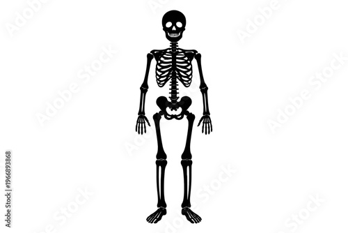Human skeleton diagram: anatomical structure with visible bones