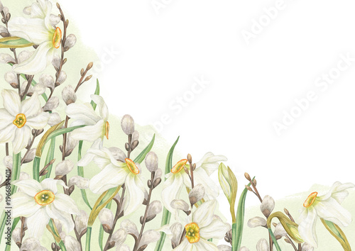 Watercolor daffodils, willow branches rectangle border. isolated illustration. Spring narcissus flowers and fluffy white bud twigs frame with copy space. Floral composition for Easter greeting cards.