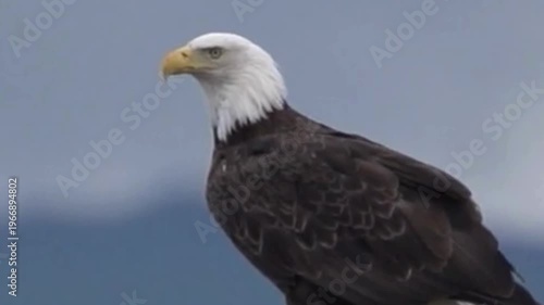 Bald Eagle Perched with Mountain Backdrop