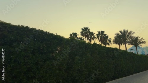 Serene Twilight With Silhouetted Trees. Peaceful Evening View Of Mountains And Palm Shadows