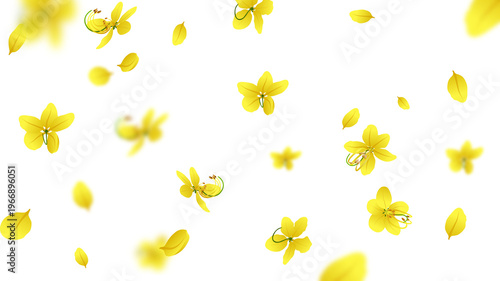 Falling Kanikkonna, Golden Shower or Cassia Fistula flowers and petals on transparent background, Kerala Vishu festival illustration