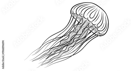 A detailed black and white line drawing of a jellyfish with flowing tentacles.