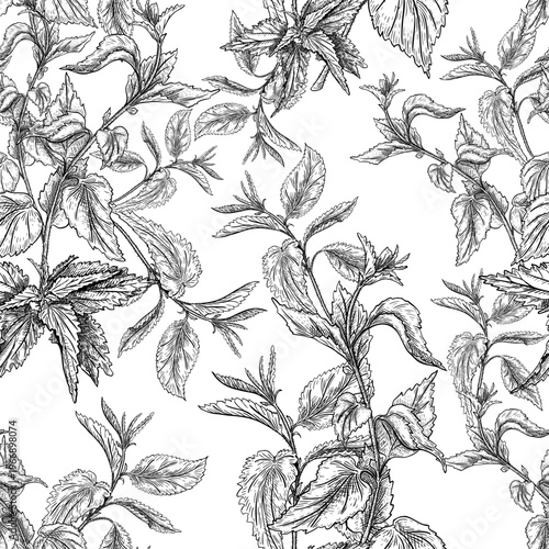Nettle plants outline vector seamless pattern with hand drawn herbs. Botanical monochrome background for nature cosmetic, eco design, organic product. Black white graphic wild stinging repeat.