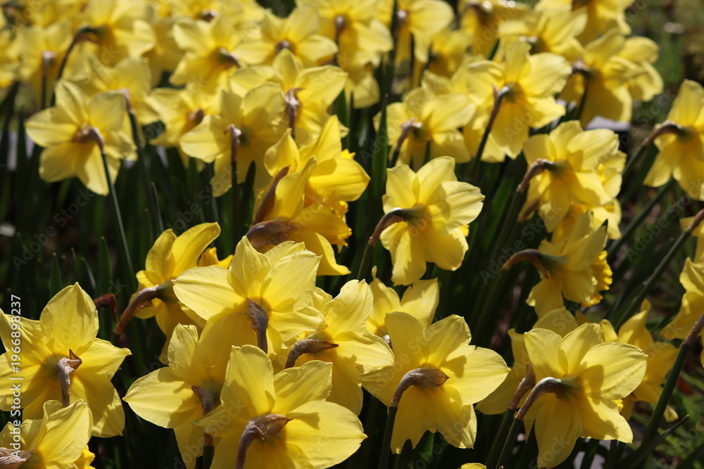 Fototapeta premium Daffodils in a garden in spring