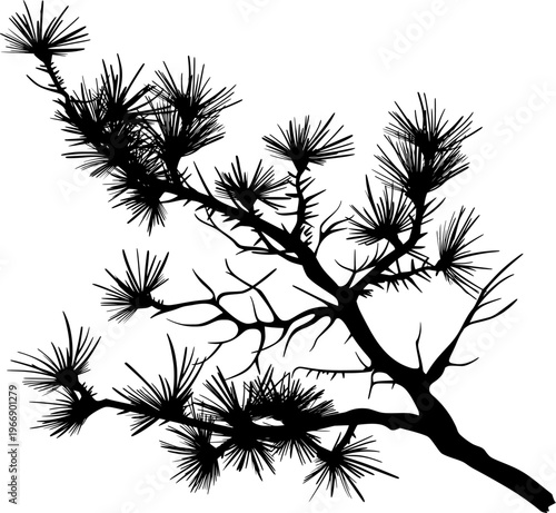 Artistic Pine Branch Silhouette: A stunning silhouette captures the intricate detail of a pine branch, its needles and delicate structure beautifully defined against the light.