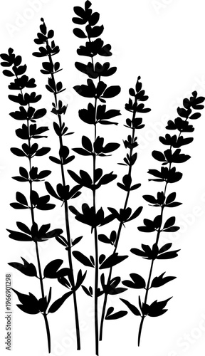 Lavender Silhouette: A simple yet elegant silhouette of lavender, its delicate stems and fragrant flower spikes rendered in stark contrast, celebrating the beauty of nature.