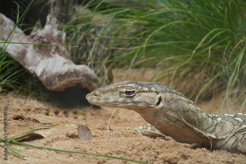 Tableau sur toile Close up of Australian goanna lizard on sandy ground in natural bush environment