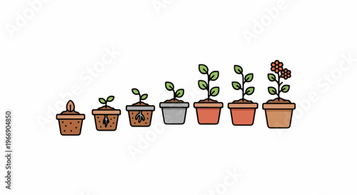 Sequence of potted plants showing growth from seed to bloom