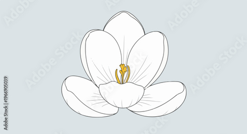 Simple line drawing of a white crocus flower with yellow center