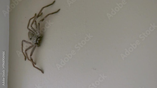 Australian huntsman spider (Sparassidae) sitting on wall looking towards camera next to window