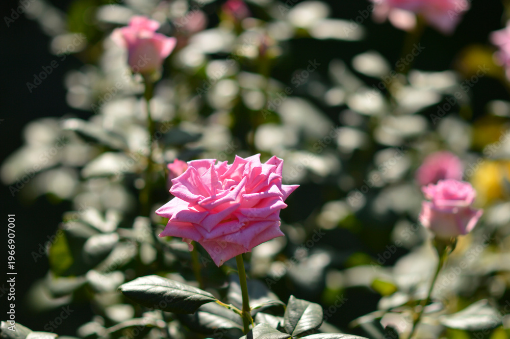 Obraz premium pink blooming roses in sunlight