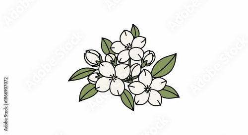 Delicate white blossoms with green leaves, drawn in a simple, clean style