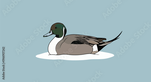 A duck with a brown and green head rests on a white surface, against a blue background