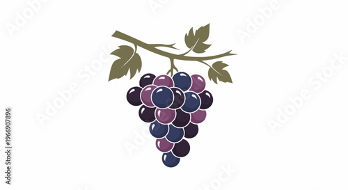 A cluster of purple and blue grapes hangs from a vine with green leaves