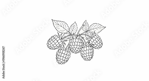 Artistic line drawing of a cluster of ripe raspberries and green leaves