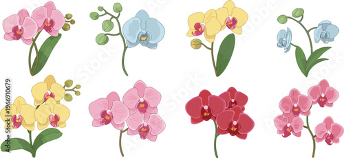 Orchid flower collection illustration, colorful tropical phalaenopsis blooms, botanical floral set, elegant exotic plants, decorative nature elements isolated background