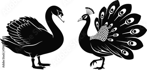 Detailed black and white vector silhouette of an elegant swan and a peacock with open feathers isolated on white background for wildlife nature design.
