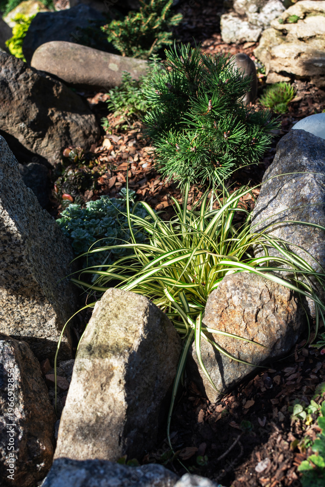 Obraz premium Evergreen ornamental grasses. Japanese Sedge, commonly known as Carex oshimensis, growing in a garden in sunny day. It features creamy yellow leaves with distinct dark green edges