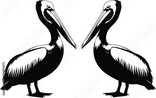 Detailed black and white vector silhouette of two pelican birds standing face to face isolated on a white background for wildlife and nature design.