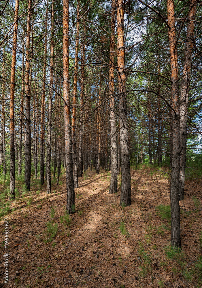 Obraz premium A forest with tall thin pine trees growing along the path. The ground is covered with dry leaves and grass.