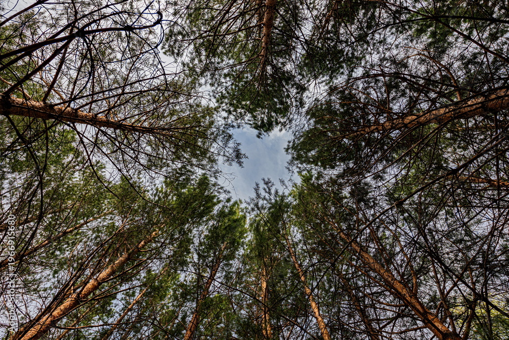 Fototapeta premium A forest with tall trees, through the branches of which you can see the sky. An overhead view that creates a sense of height and spaciousness.