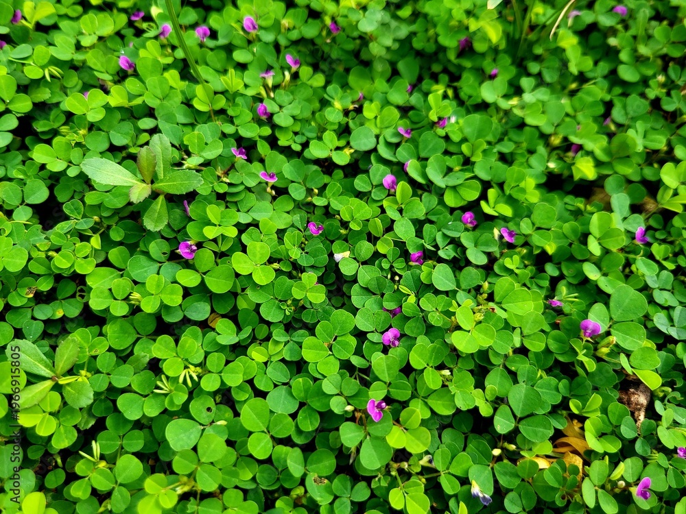 Fototapeta premium Grona triflora, known as creeping tick trefoil or three-flower beggarweed, is a plant in the family Fabaceae.Desmodium triflorum.