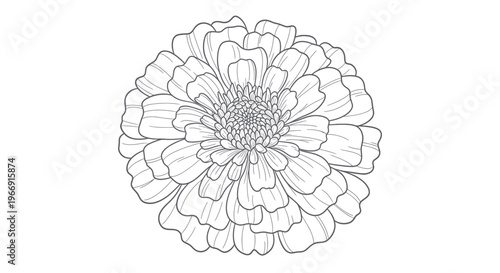 Detailed line drawing of a zinnia flower, black and white botanical illustration