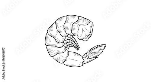 Detailed hand drawn sketch of a single raw shrimp showing its curved body and segmented shell isolated on a white background.