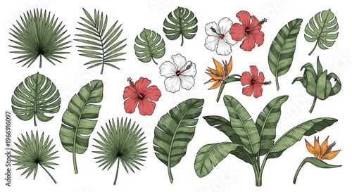 Large collection of tropical exotic plants including monstera palm leaves and hibiscus flowers in hand-drawn vintage style on white background.