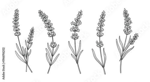 Set of five lavender sprigs in a delicate hand drawn black and white sketch style isolated on a plain white background.