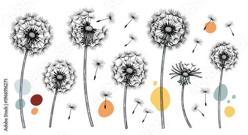 Artistic hand drawn dandelion flowers with seeds blowing in the wind accompanied by abstract colored shapes on a white background.