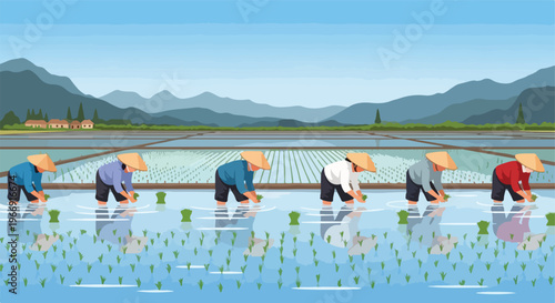 Farmers wearing conical hats planting rice seedlings in a flooded mountain field