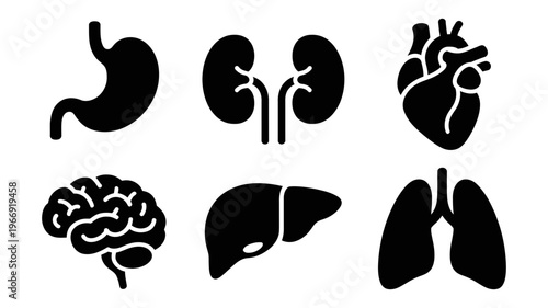 A concise collection of internal human organs depicted as solid black silhouettes.