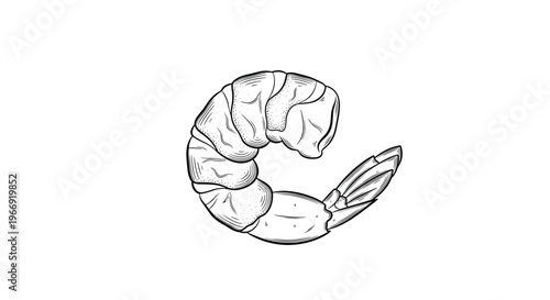 Detailed black and white engraving style sketch of a single curved shrimp on a white background showing segments and tail fins.