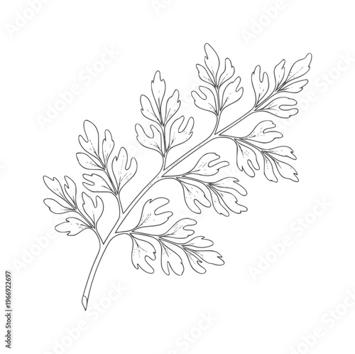 Delicate outline of a fern frond with intricate leaves plant leaf botanical