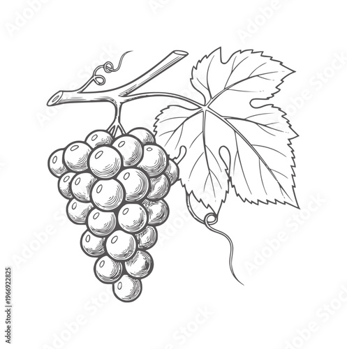 Hand drawn bunch of dark grapes with vine and leaf fruit