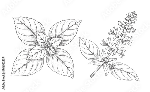 Hand drawn basil leaves and flowering stem herb plant